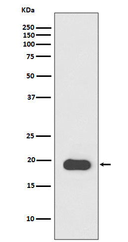 Anti-MYL2 Rabbit Monoclonal Antibody