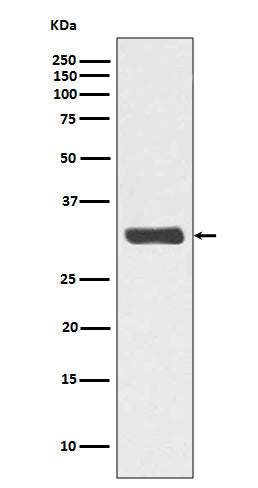 Anti-Phospho-RPA2 (Thr21) Rabbit Monoclonal Antibody