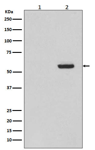 Anti-Phospho-Tau (Ser396) Rabbit Monoclonal Antibody