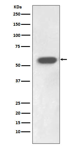 Anti-IRF7 Rabbit Monoclonal Antibody