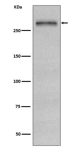 Anti-Fibronectin Rabbit Monoclonal Antibody