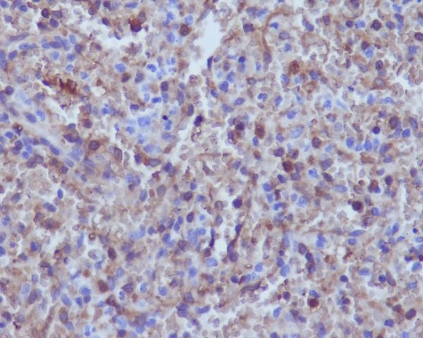 Anti-Hemoglobin Subunit alpha Rabbit Monoclonal Antibody