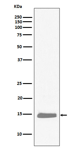 Anti-Hemoglobin Subunit alpha Rabbit Monoclonal Antibody