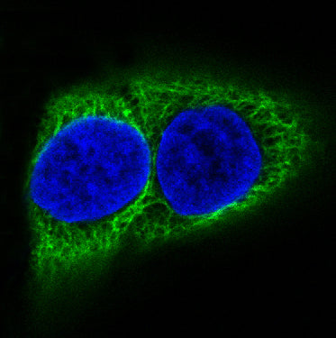 Anti-Cytokeratin 10 Rabbit Monoclonal Antibody