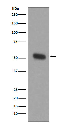 Anti-Tryptophan 5 Hydroxylase 1 Rabbit Monoclonal Antibody