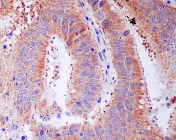 Anti-RPS3 Rabbit Monoclonal Antibody