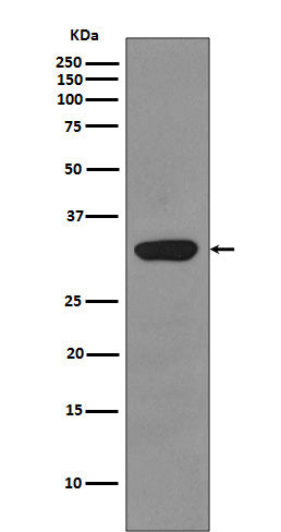 Anti-RPS3 Rabbit Monoclonal Antibody