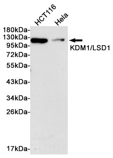 Anti-KDM1A Rabbit Monoclonal Antibody