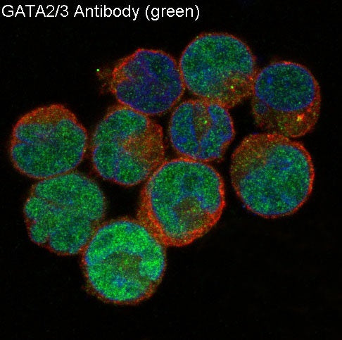 Anti-GATA2/3 Rabbit Monoclonal Antibody
