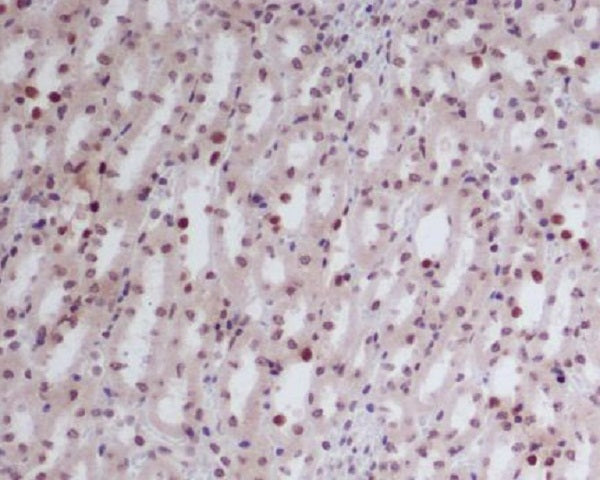 Anti-GATA2/3 Rabbit Monoclonal Antibody