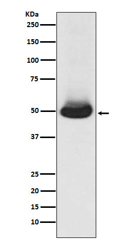 Anti-GATA2/3 Rabbit Monoclonal Antibody