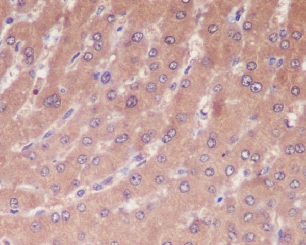 Anti-Caspase 1 Rabbit Monoclonal Antibody
