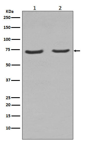Anti-NGFR Rabbit Monoclonal Antibody
