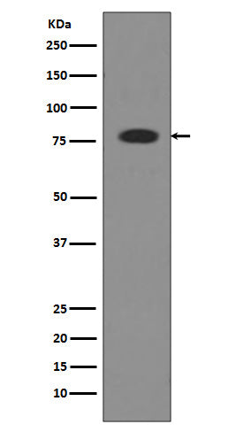Anti-Transferrin Rabbit Monoclonal Antibody