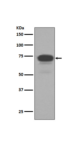 Anti-5T4 Rabbit Monoclonal Antibody