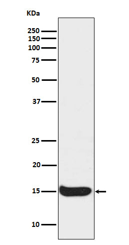 Anti-Acetyl-Histone H3 (Lys56) Rabbit Monoclonal Antibody