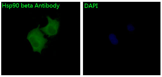 Anti-Hsp90 beta Rabbit Monoclonal Antibody