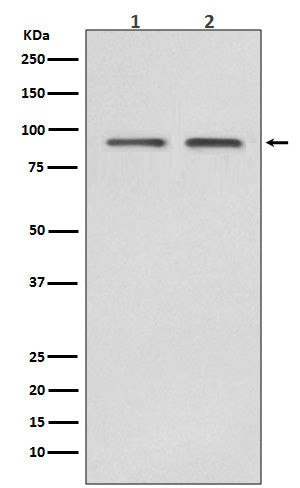 Anti-Hsp90 beta Rabbit Monoclonal Antibody