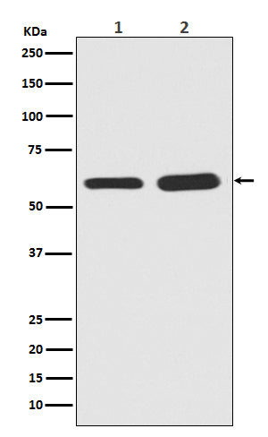 Anti-Phospho-Smad5 (Ser463/465) Rabbit Monoclonal Antibody