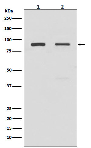 Anti-Toll-Like Receptor 2 Rabbit Monoclonal Antibody
