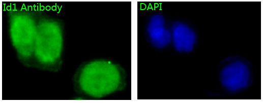 Anti-ID1 Rabbit Monoclonal Antibody