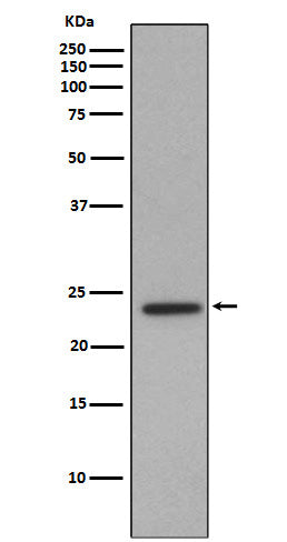 Anti-ID1 Rabbit Monoclonal Antibody