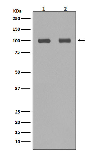 Anti-Aconitase 1 Rabbit Monoclonal Antibody