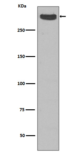 Anti-Cubilin Rabbit Monoclonal Antibody