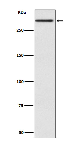 Anti-Cubilin Rabbit Monoclonal Antibody