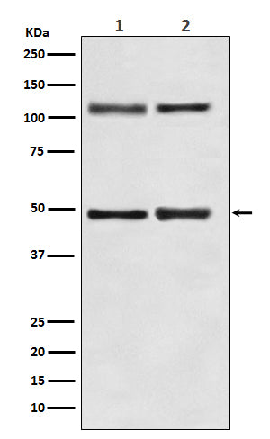 Anti-NF-KB p105 Rabbit Monoclonal Antibody