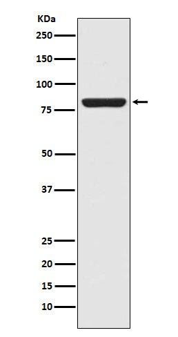 Anti-STAT5a Rabbit Monoclonal Antibody