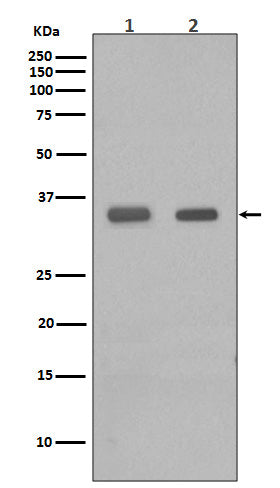 Anti-CEBPB Rabbit Monoclonal Antibody