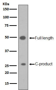 Anti-Sonic Hedgehog Rabbit Monoclonal Antibody