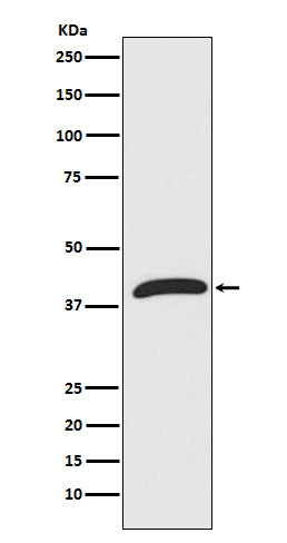Anti-ERK1 Rabbit Monoclonal Antibody