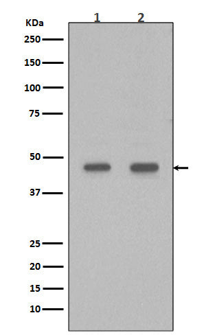 Anti-PDX1 Rabbit Monoclonal Antibody