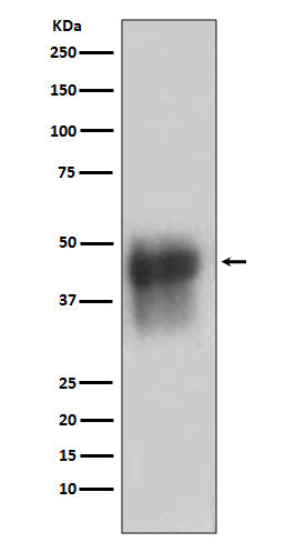Anti-CD46 Rabbit Monoclonal Antibody