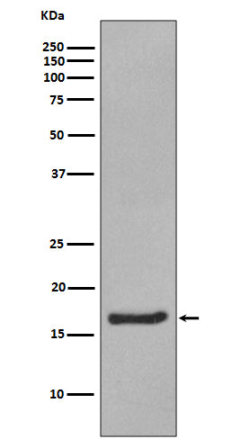 Anti-alpha Synuclein Rabbit Monoclonal Antibody