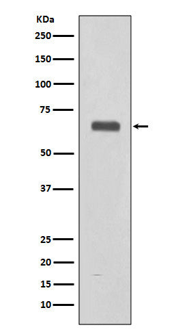 Anti-Complement C9 Rabbit Monoclonal Antibody