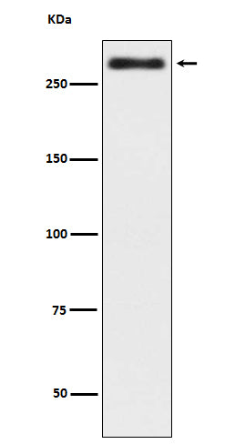 Anti-Talin 2 Rabbit Monoclonal Antibody