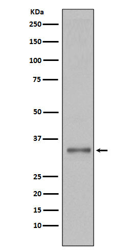 Anti-Torsin 1A Rabbit Monoclonal Antibody