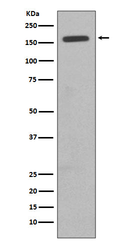 Anti-CD11b Rabbit Monoclonal Antibody