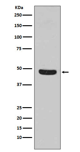 Anti-Flotillin 1 Rabbit Monoclonal Antibody