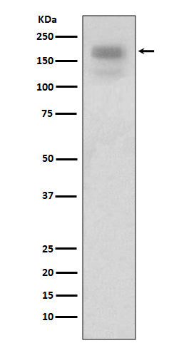 Anti-MERTK Rabbit Monoclonal Antibody