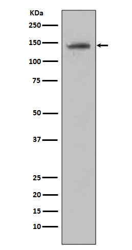 Anti-CD22 Rabbit Monoclonal Antibody