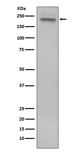 Anti-CD45 Rabbit Monoclonal Antibody