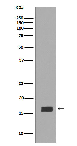 Anti-alpha/beta Synuclein Rabbit Monoclonal Antibody