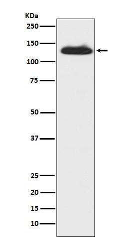 Anti-c-Kit Rabbit Monoclonal Antibody