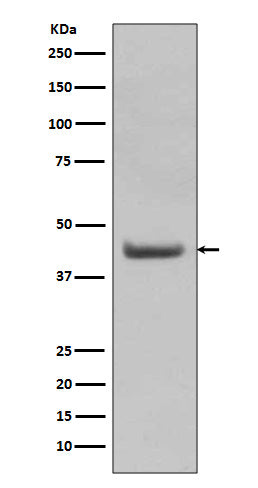 Anti-SOX18 Rabbit Monoclonal Antibody