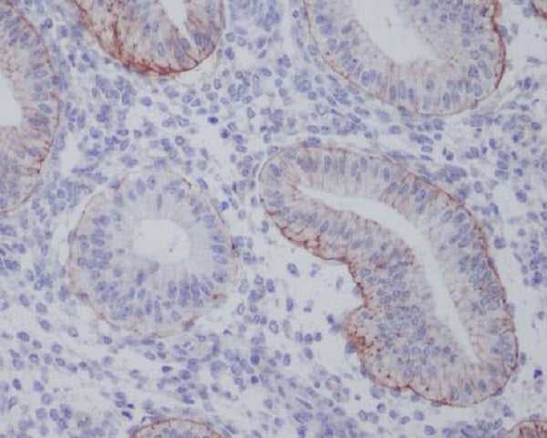Anti-Integrin alpha 6 Rabbit Monoclonal Antibody