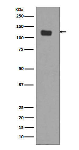 Anti-Integrin alpha 6 Rabbit Monoclonal Antibody